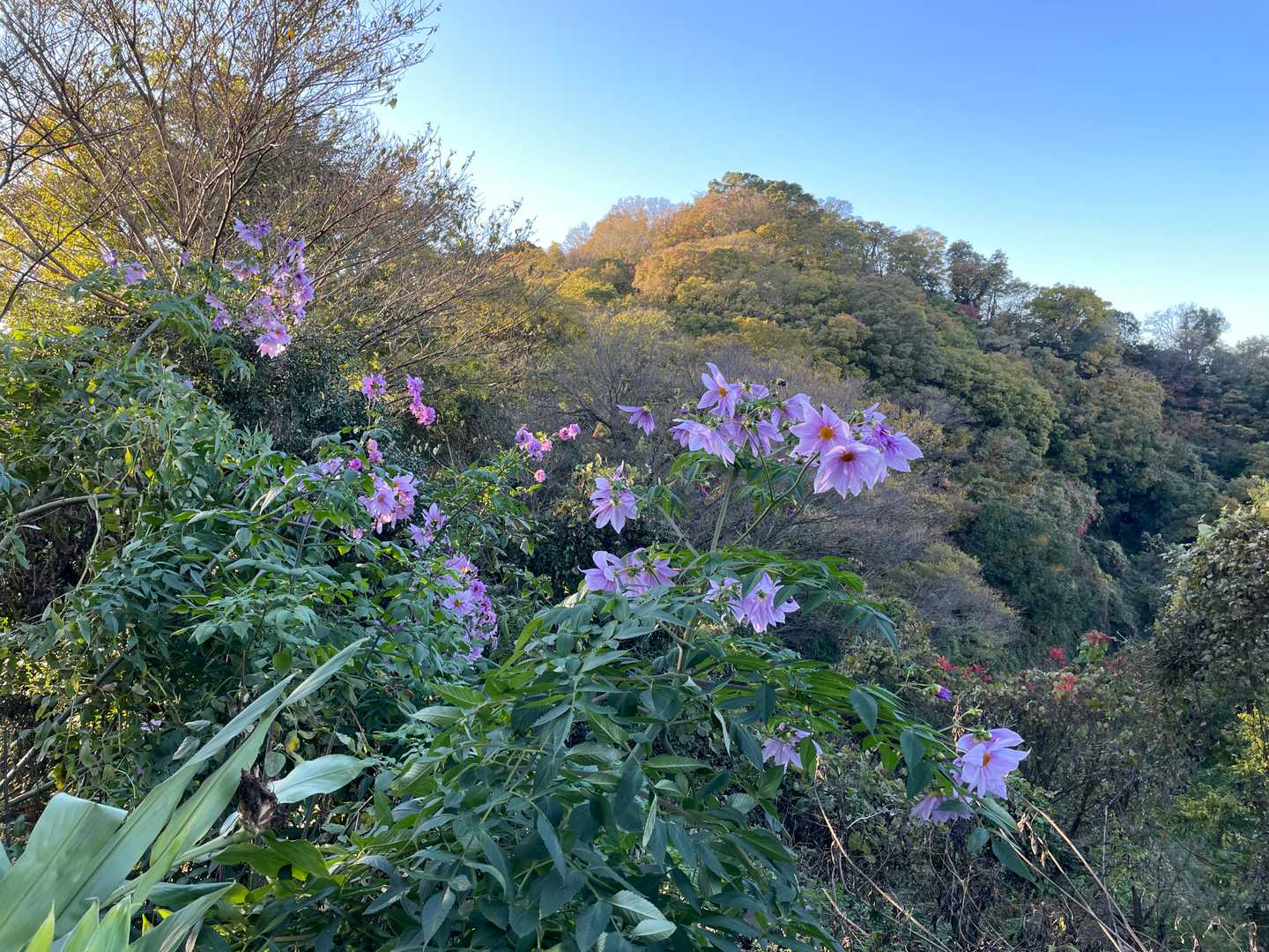 綺麗に咲いています🌼