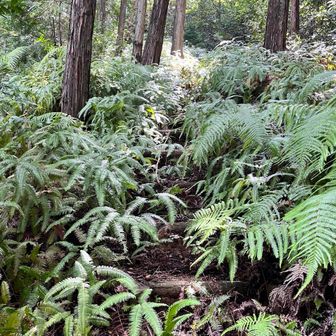 登山道の左右からシダ（≧∇≦）