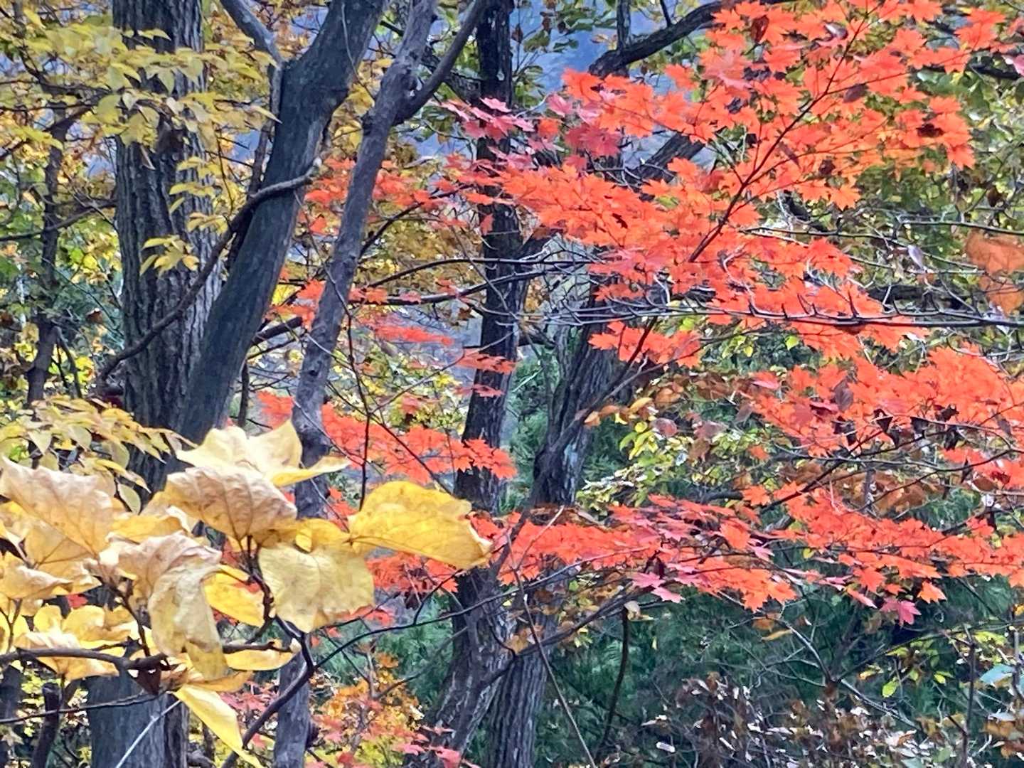 黒瀧山不動寺登拝口-不動寺-黒滝山-観音岩 周回コースの写真