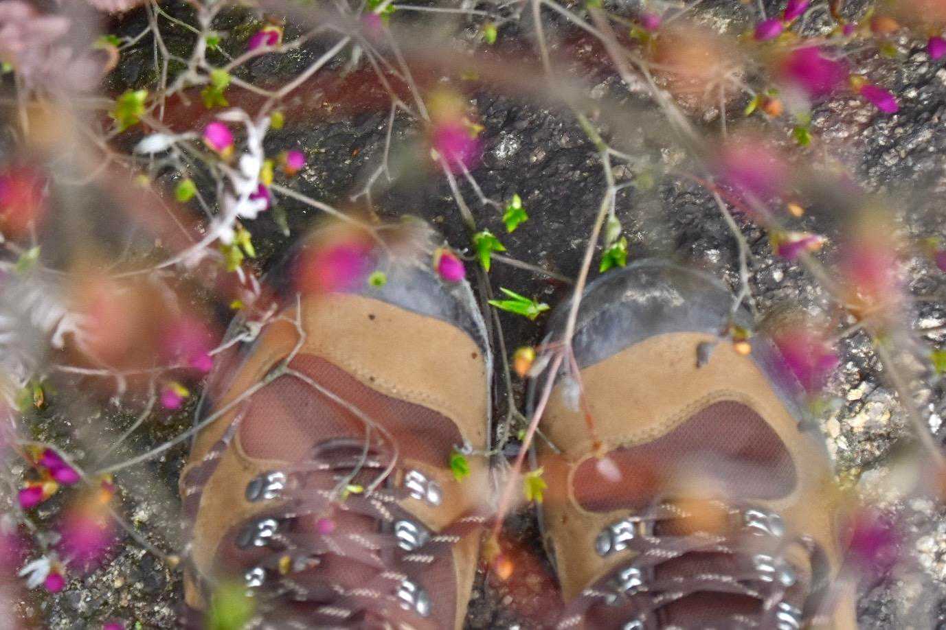 ツツジと🥾🌸