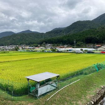 下山しました、
稲穂が美しい😍もう直ぐ稲刈り😄
