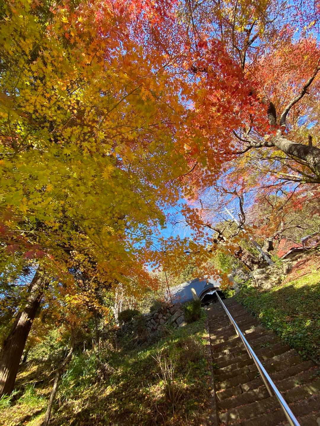 麓の明泉寺のもみじ🍁
駐車場使わせていただきました。