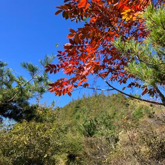 紅葉🍁