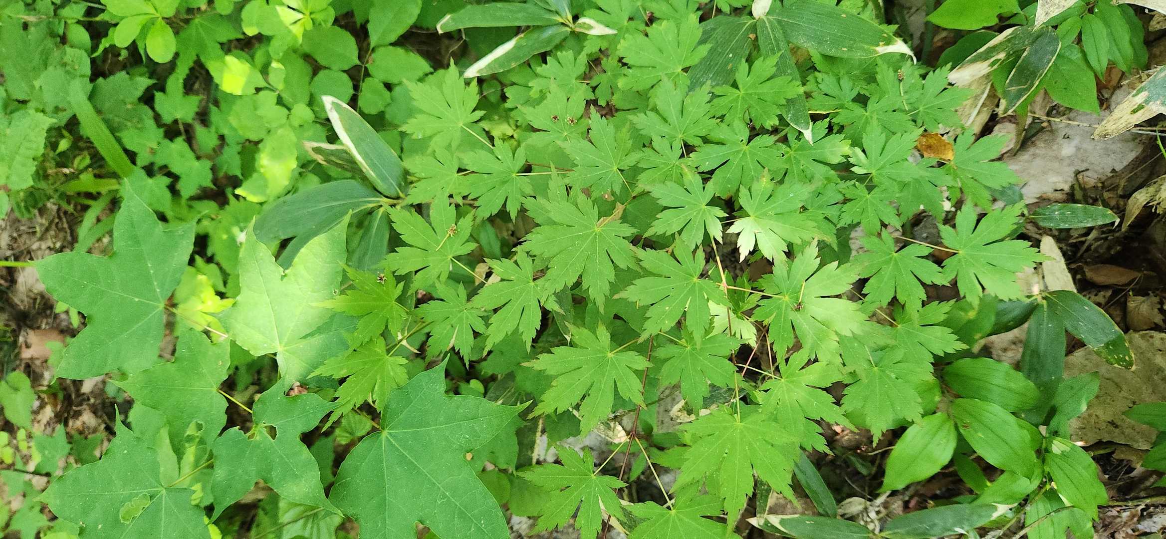 紅葉が💚
