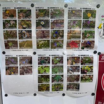 「かんらん岩が露出した特異な地質と、ヒダカソウなど数十種類の固有種を含む世界的に貴重な高山植物の宝庫として知られ、ユネスコ世界ジオパークに認定されている」そうです