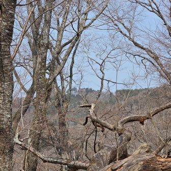 30分も下ると右手遠くに妙見山山頂の星嶺が🔭