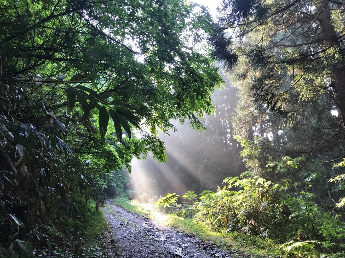 夫婦山-夫婦山 往復コースの写真