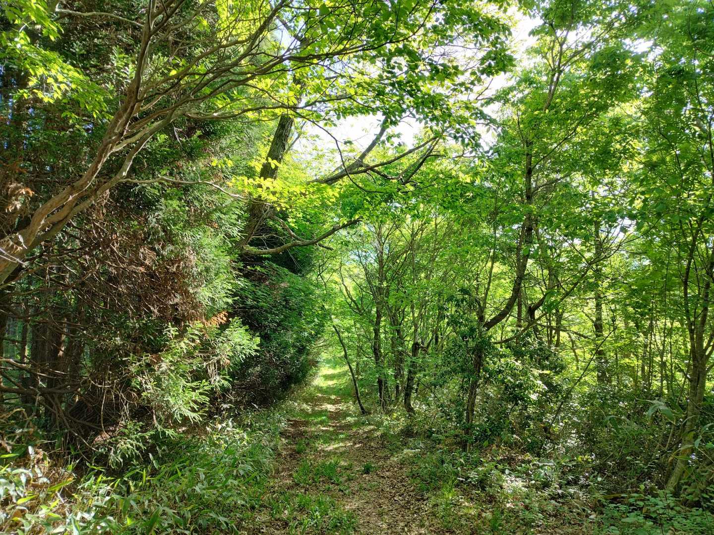 新緑の中を🚶‍♂
日陰は涼しく，心地良い😆