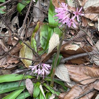 ショウジョバカマ