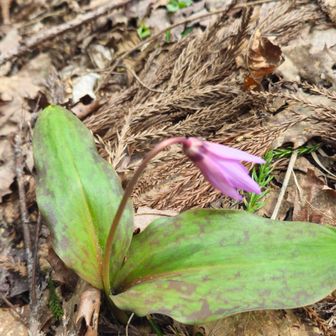 カタクリ
１０年前種蒔きをした
数年前から花が咲きます