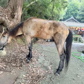 いづめちゃん外にいました
