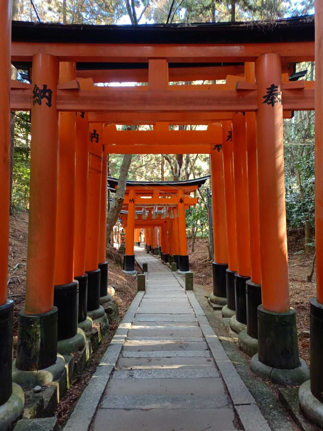 伏見稲荷大社-熊鷹社-稲荷山 周回コースの写真