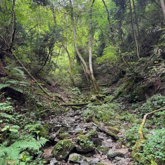 オール左ルートではありません
つい沢の流れを登り続けたくなりますが、この後はモミジ谷一般ルート尾根筋に接続する、ちょっと危ないトラバースにつながります