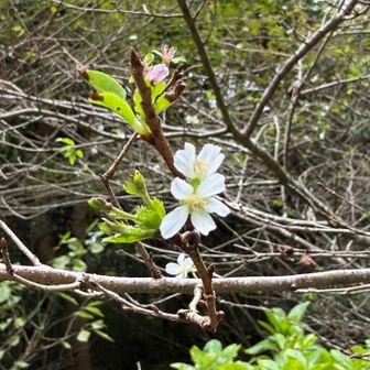 桜が咲いてました