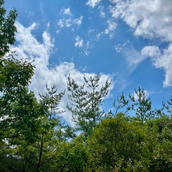 昨日の大雨が嘘みたい