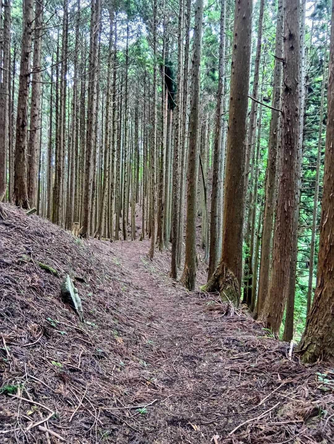 ひたすら杉林💦