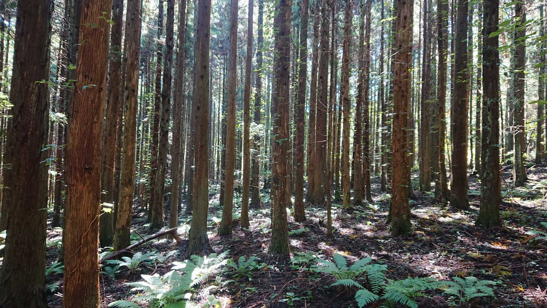木漏れ日を一人占め。贅沢な時間ですね