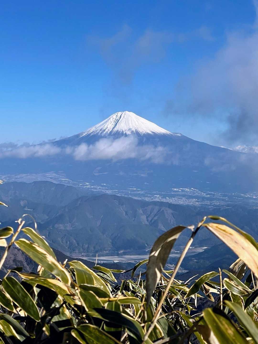 笹と富士山🗻