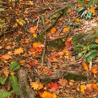 0号目付近は落ち葉で山道が色鮮やか。焦る気持ちはどこへやら。