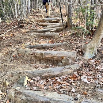 おっと、急登が始まりました。。