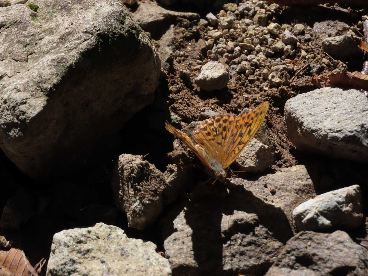 ヒョウモンチョウ