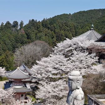 壷阪寺も🌸満開
ここは寺の敷地の外、中に入らなくてもこの景色は見れますが
せっかくなので拝観料1,000円を払って中へ。
お寺の入り口は車道をずっと下って行ったところにあります