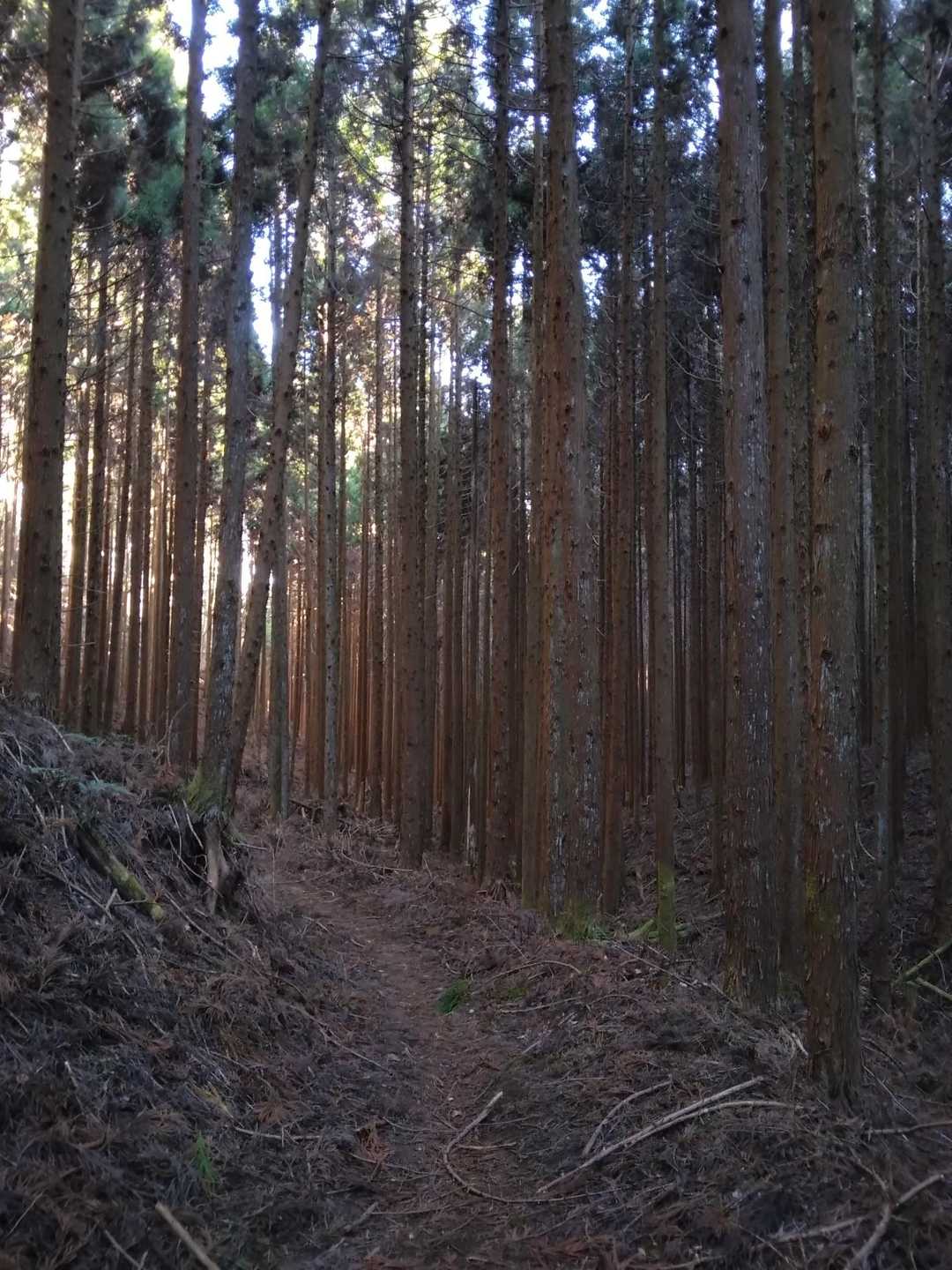 奈々倉の滝はミツマタの咲く頃に行くことにして杉山の中を下ります。
小枝が落とされて木漏れ陽が地に落ちてました。
