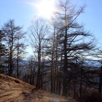 逆光ですが樹林越しに富士山が見えます。頂上はあまり見通しがききません。