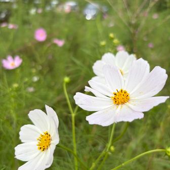 コスモスが
また
お見送り…
お迎え…
してくれる🤗

2ヶ月前も
コスモスが
綺麗に咲いていた🌸*･

今日も
元気！元気！
嬉しいね🥹