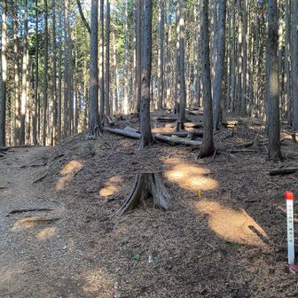 富士小屋山の山頂標識は直進した先にあります。道なりに行ってはダメ。