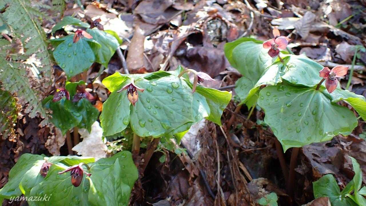 臥牛山登山口-臥牛山 往復コースの写真