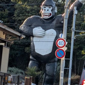 ん？こんな所にゴリラが〜🤣🤣🤣