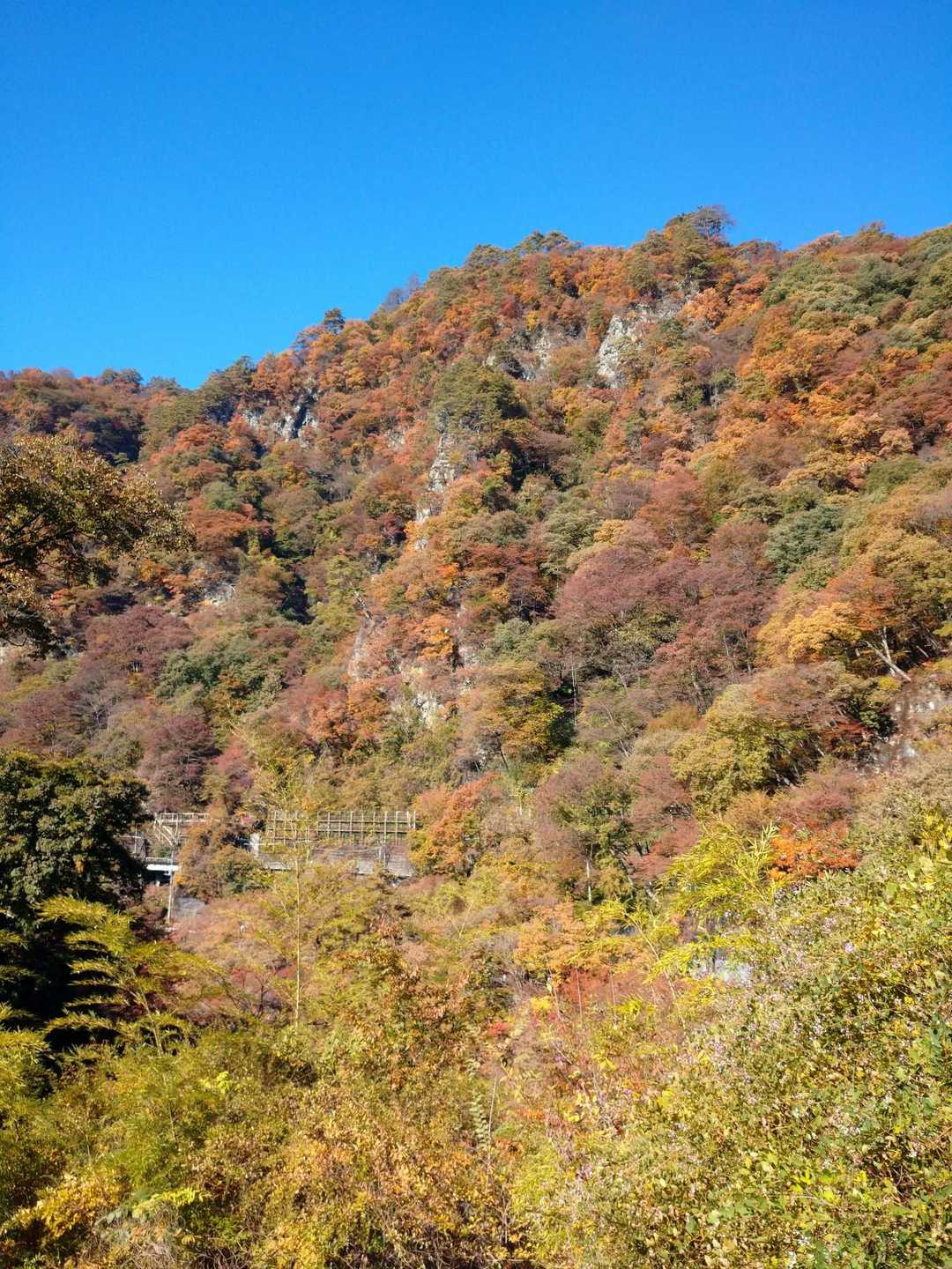 黄葉、紅葉