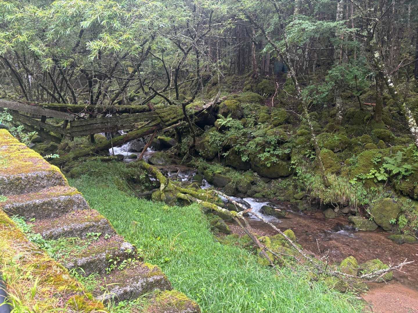 八ヶ岳の風景には、川と苔が美しく調和しています🌿