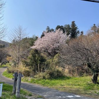 これもなかなか立派ですね。