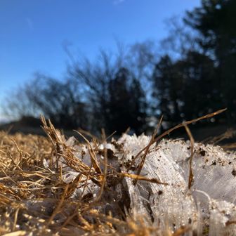 地面に接近して撮った霜柱。
寒さよ、伝われ！