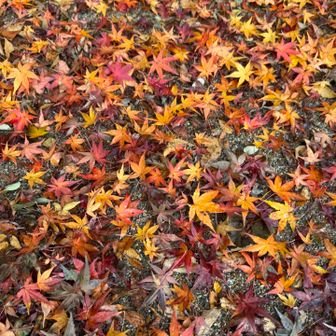 道路には落ち葉のパッチワーク🍂🍁
