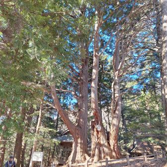 四尾連のリョウメンヒノキ🌳
山梨の巨木　名木100選
だそうです
