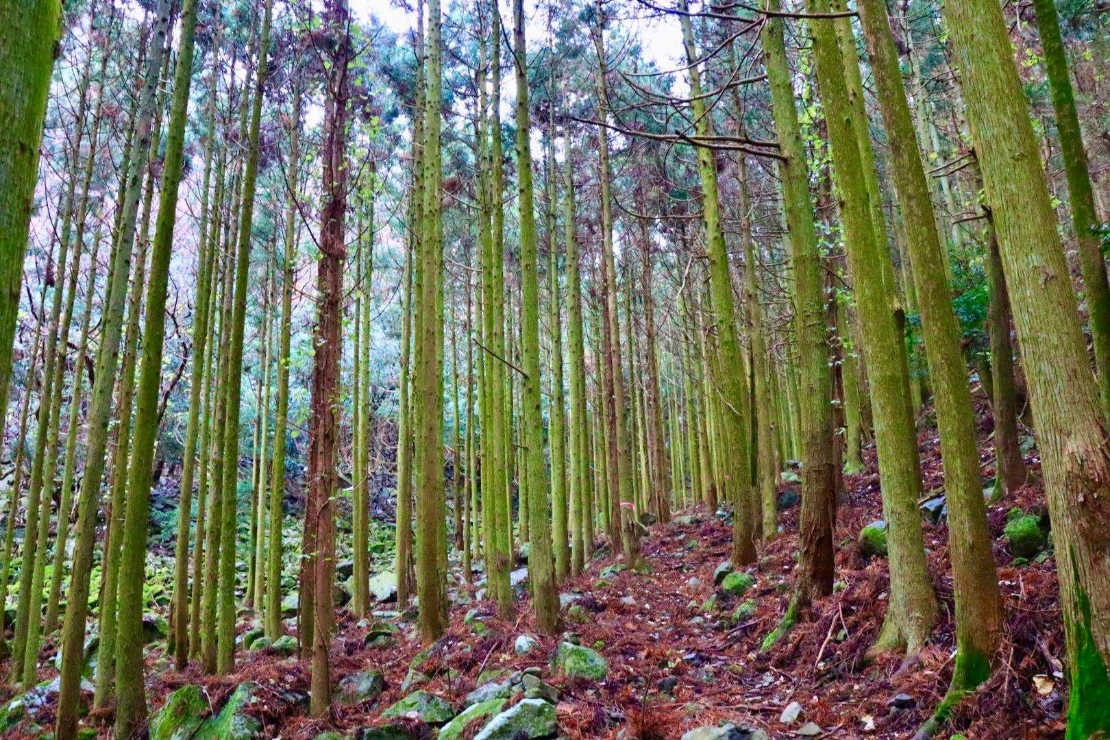 …そう言えば最近…小忙しさが祟って、はにかむことなんかほとんどなかったな…。
ヨシ！　今日ははにかむぜぇ〜！　ハジカミ山の山頂で全力ではにかむぜぇ〜！