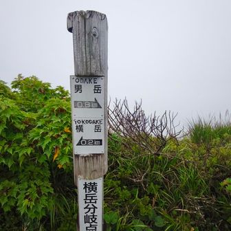 分岐迄登り🚶左へ
右に行くと男岳からの稜線です。
中々面白スリル道みたいです😅
