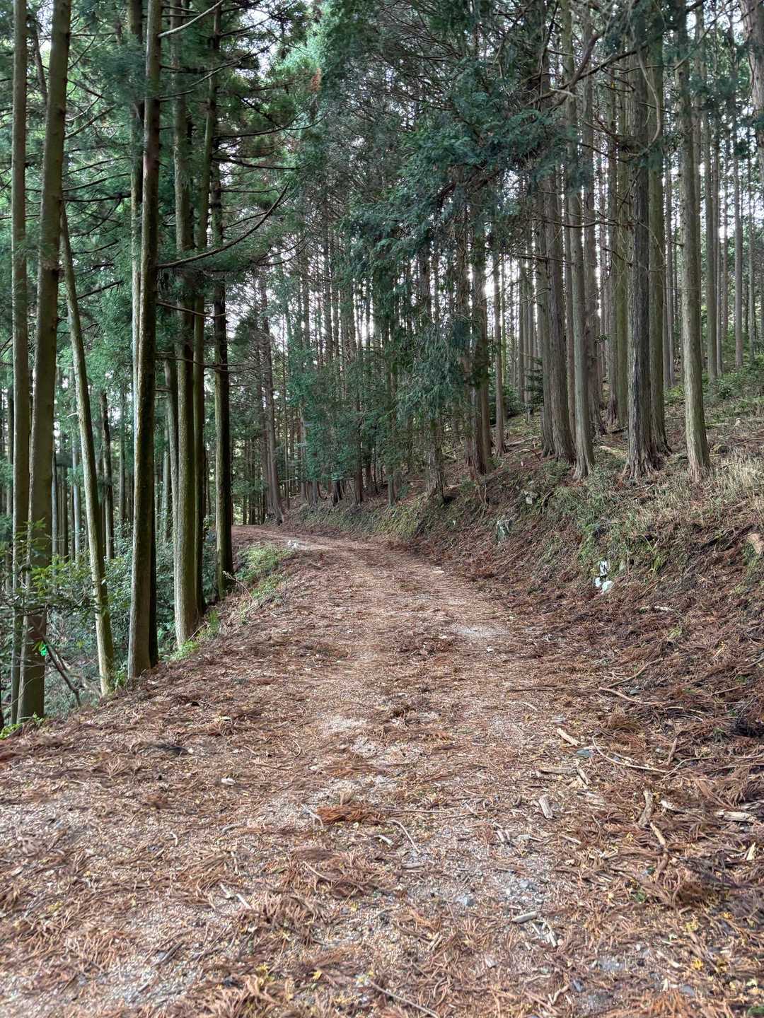 林道を黙々歩く
（あ〜！ここで「リンダ林道♪」歌いたかった…）
↑
共感する人がいるのかいないのか…謎🙄
今日のマイブーム 

クロミツスキーさん…素敵な歌をありがと山