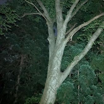 巨木🌳