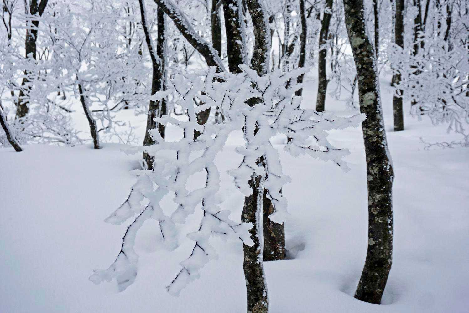 霧氷を楽しみながら❄