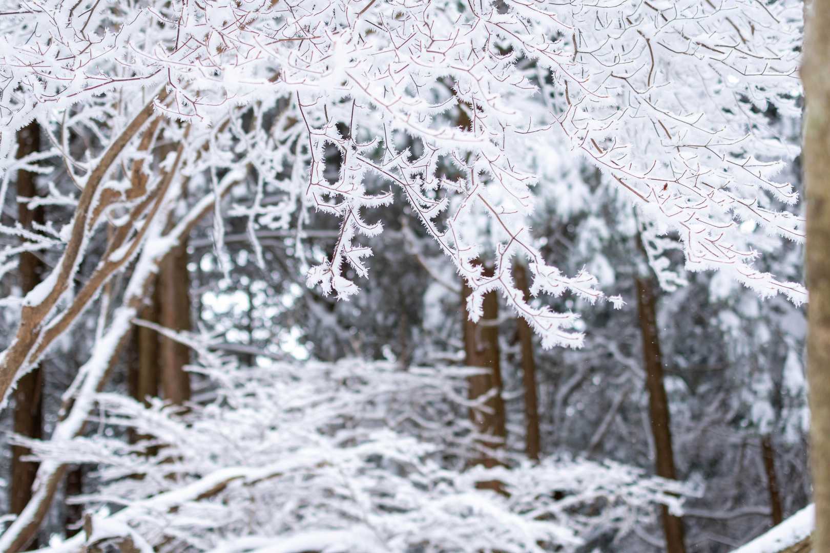 樹霜のシャンデリア