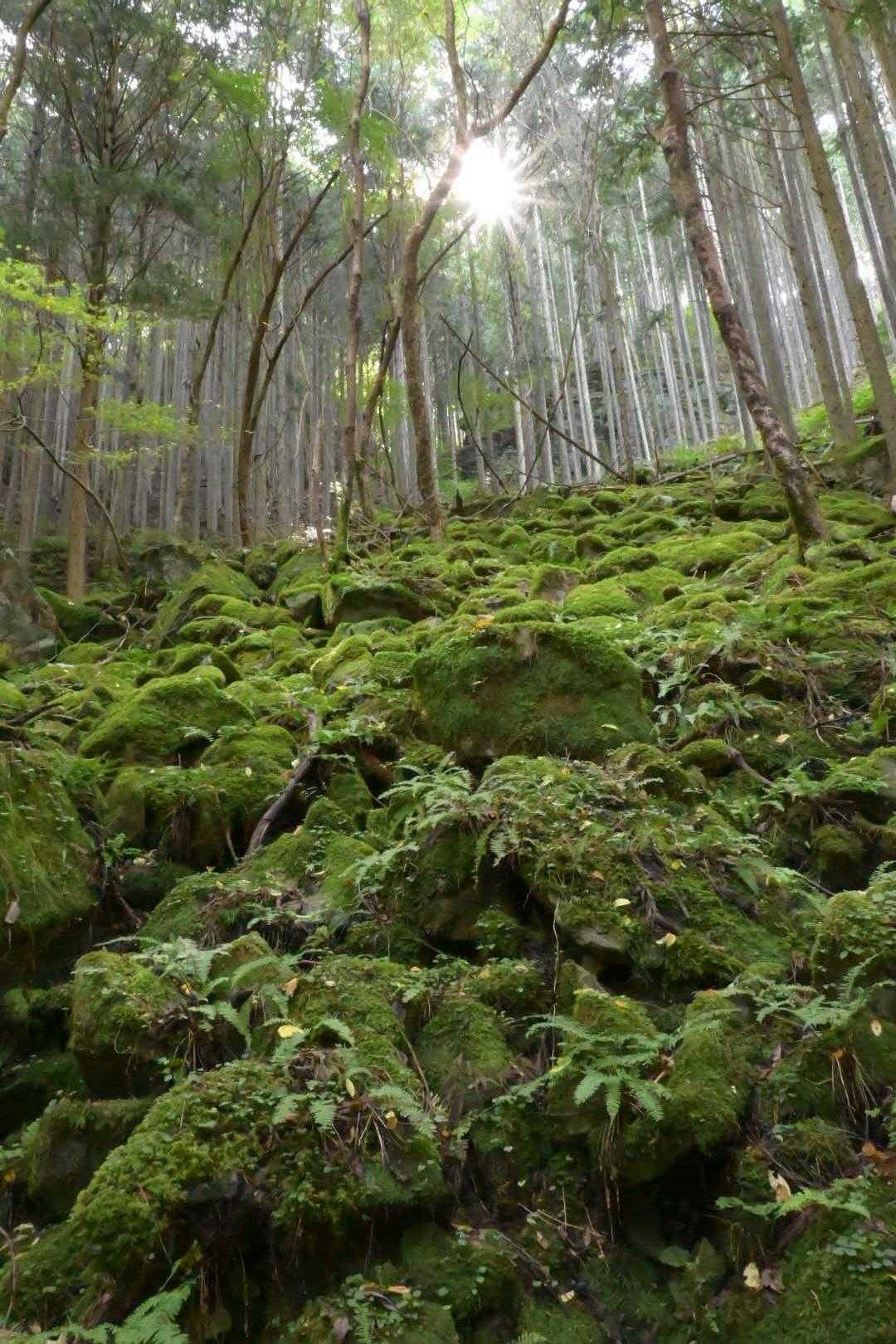 見行山 周回コースの写真