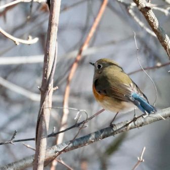 帰り道に出逢ったルリ。
青い子に逢いたいんだよ…