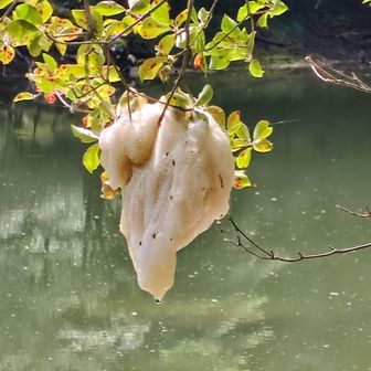 中郷御池