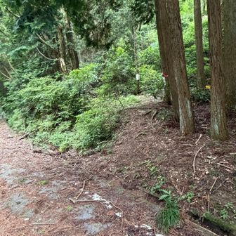 再びここから山道へ