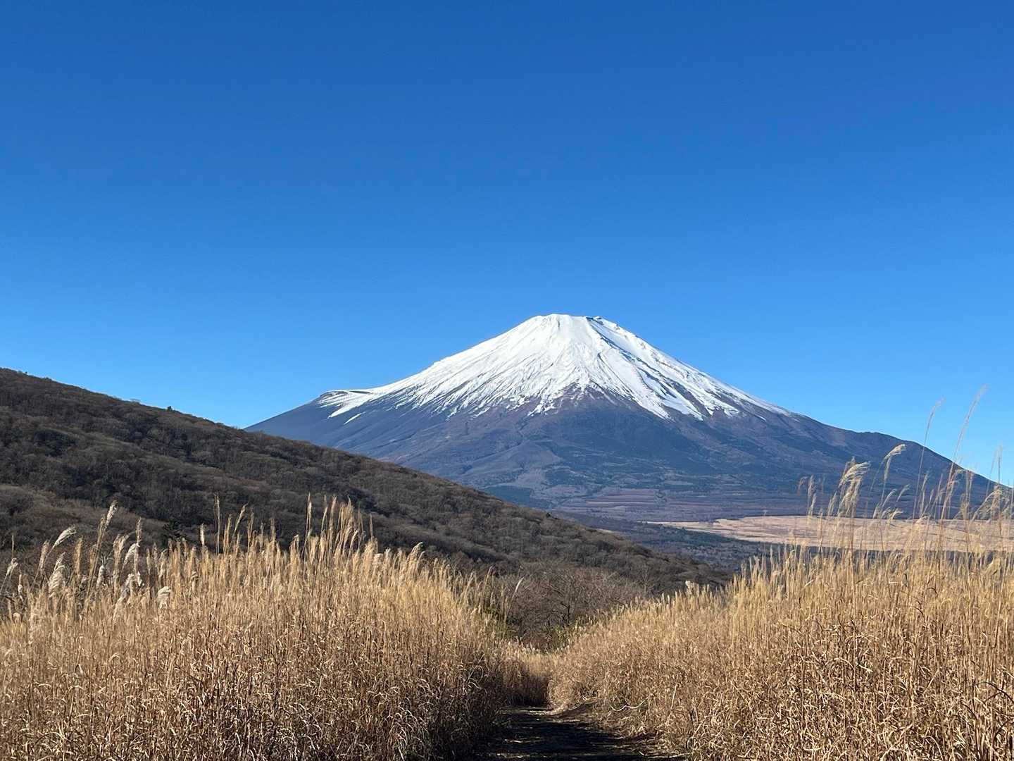 ふじさまー
