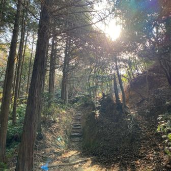 お陽さんの光がいい感じ。